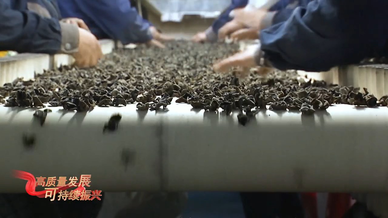 【高質量發展可持續振興】大力發展黑木耳產業 打造東寧黑木耳勞務品牌